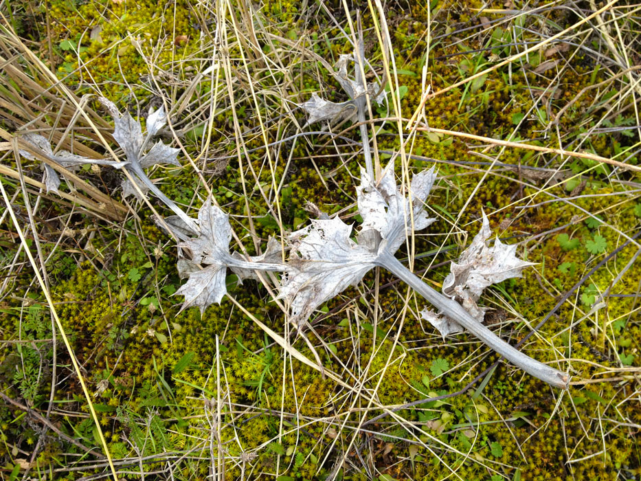 fotowandeling Ter Heijde